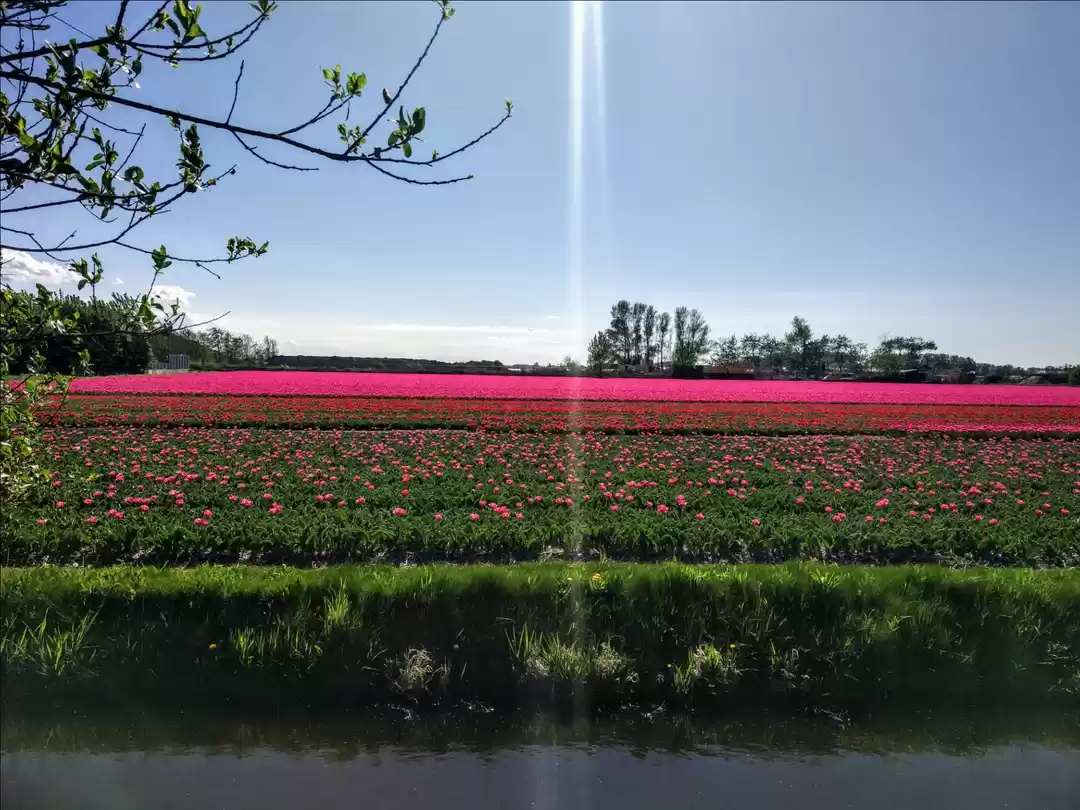 Photo of Tulips galore Hollan