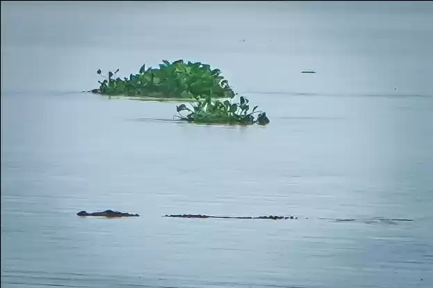 Photo of CROCODILE SPOTTED.
