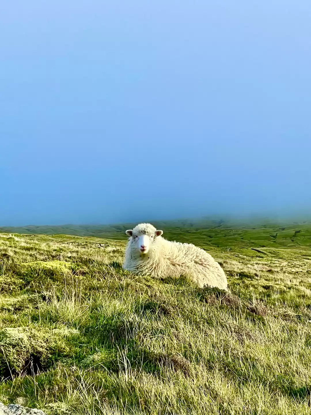 Photo of Have You Wondered Wh