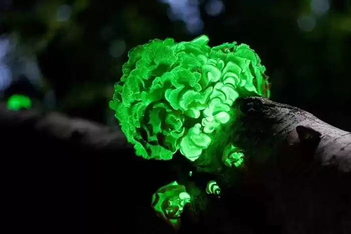 Photo of There's a Glowing Fo