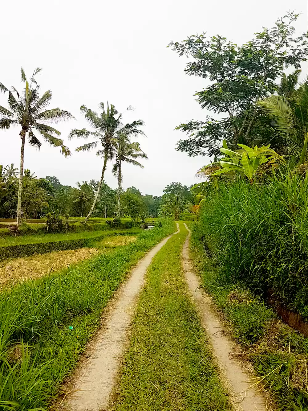 Photo of Adventures in Bali