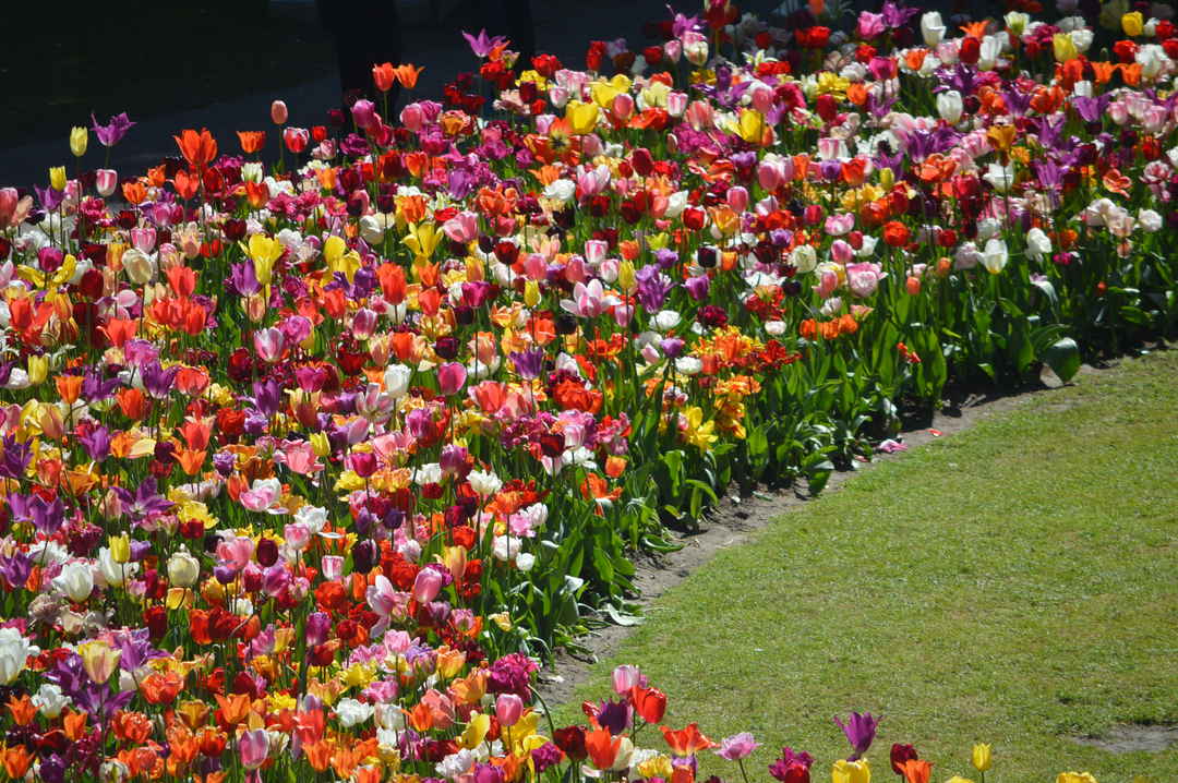 A Day Trip To Tulip Garden Amsterdam Tripoto