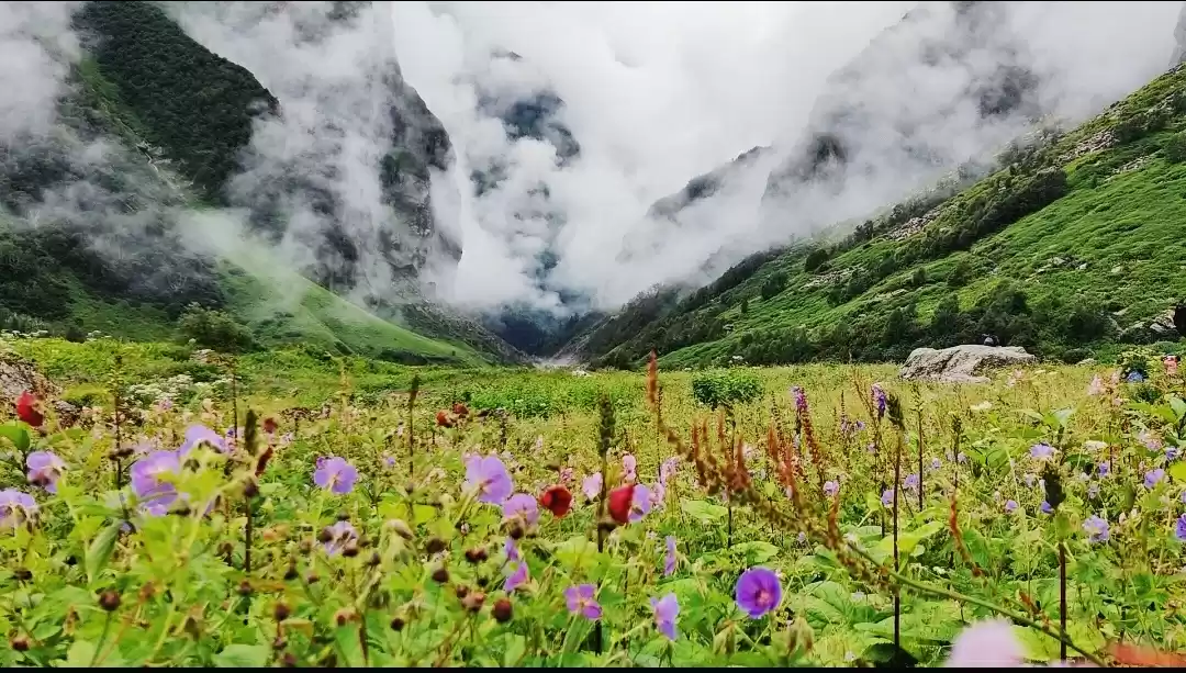 Photo of Peek-a-boo with Gang