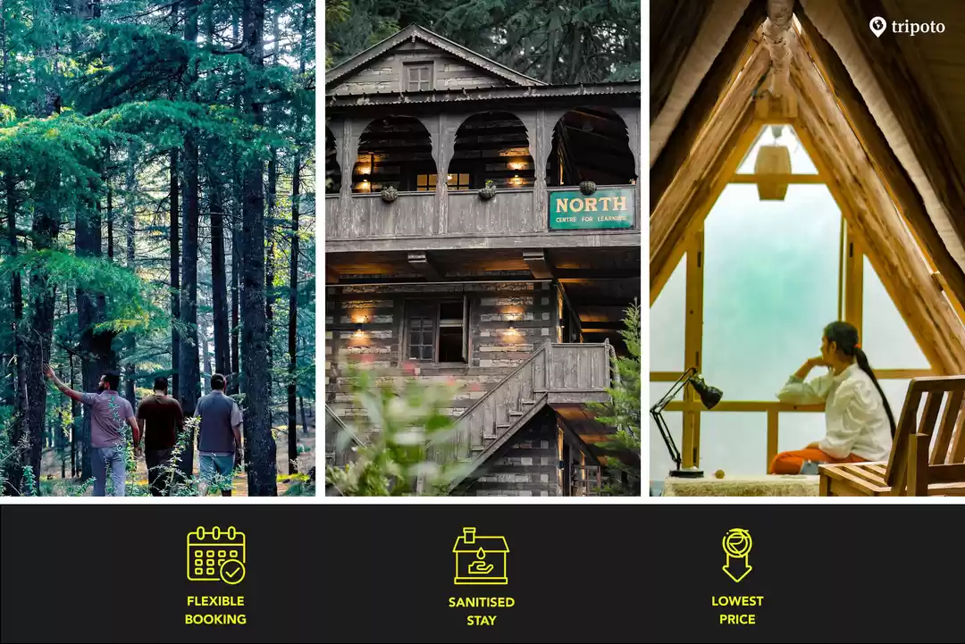 Photo of पहाड़ और देवदार के ज