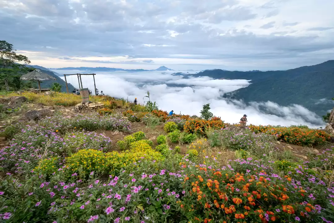 Photo of Valley of Flowers Tr