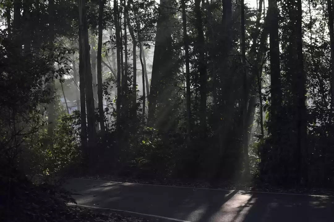 Photo of A Trip to Yercaud in