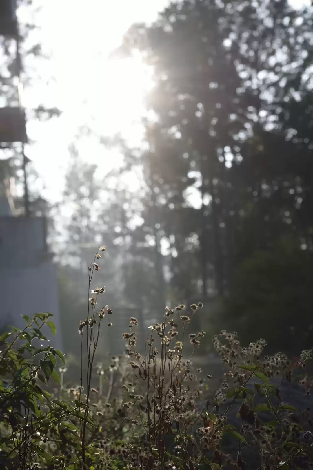 Photo of A Trip to Yercaud in