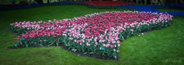 Photo of Keukenhof : Where Th