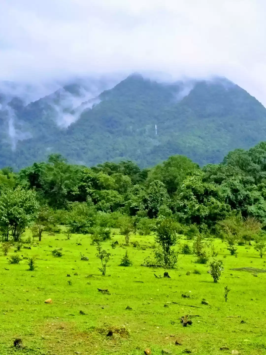 Photo of Kodachadri-Monsoon T