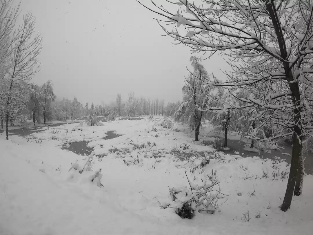 Photo of Walk In The Woods HO