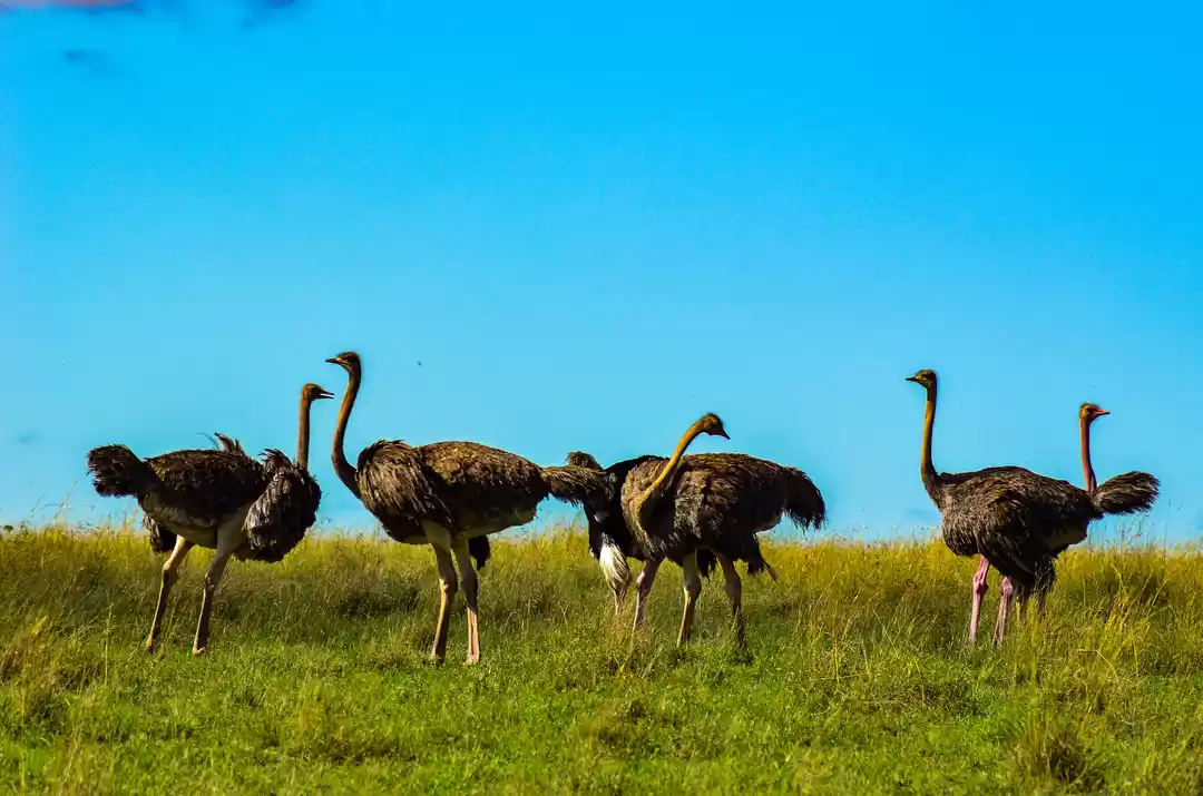 Photo of Birds of the African