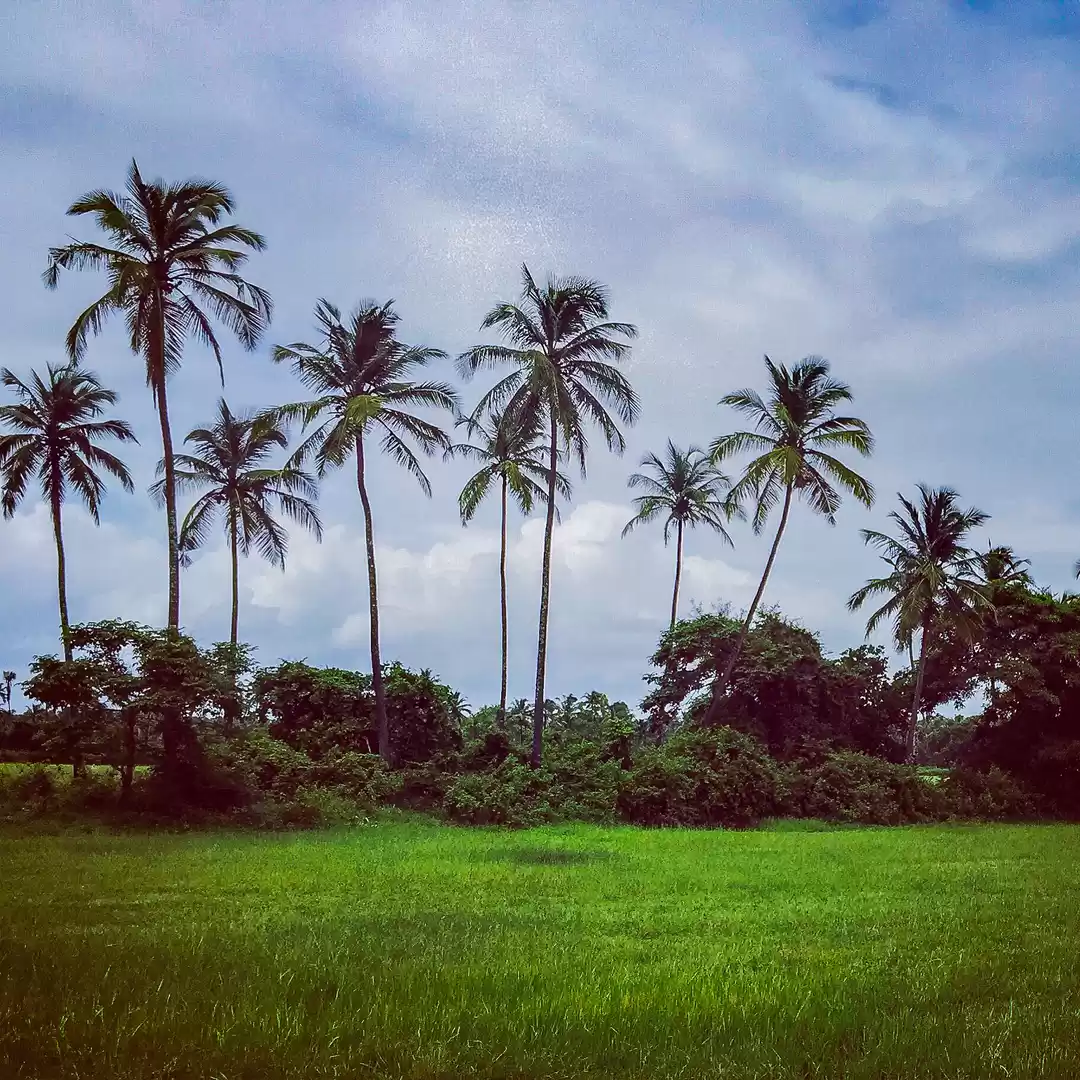 Photo of Tropical Scenes are 
