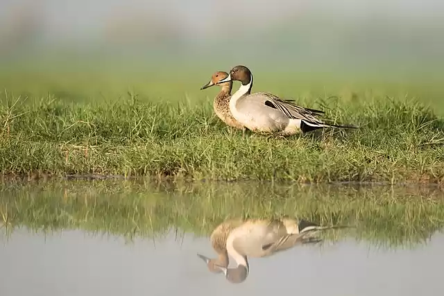 Photo of From 5k Birds in the