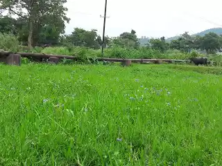 Photo of NATURE WALK