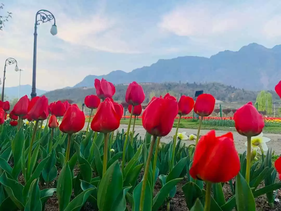 Photo of Asia's Largest Tulip