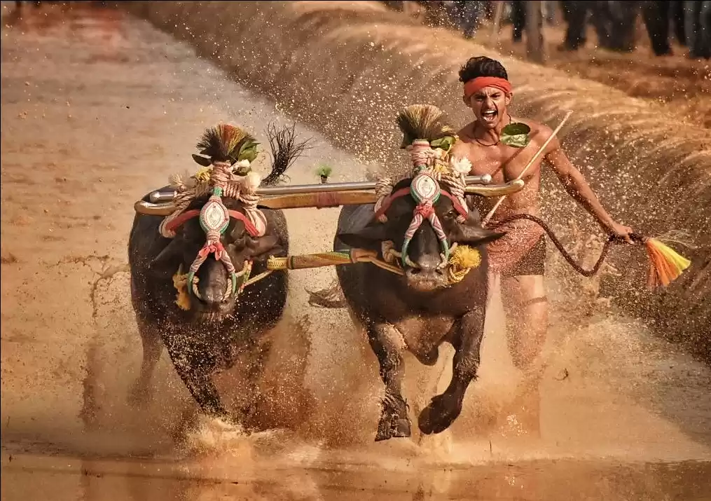 Photo of A kambala is an annu