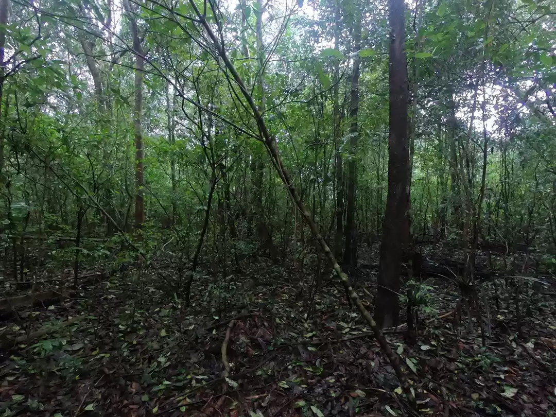 Photo of Rainforest and me