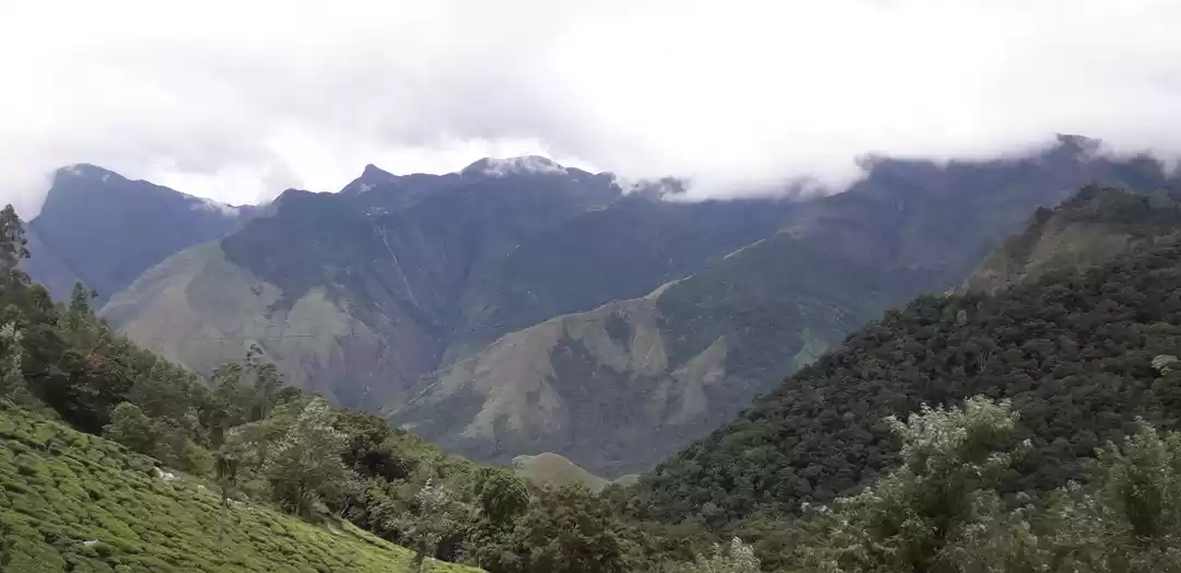 Photo of The Wild Munnar