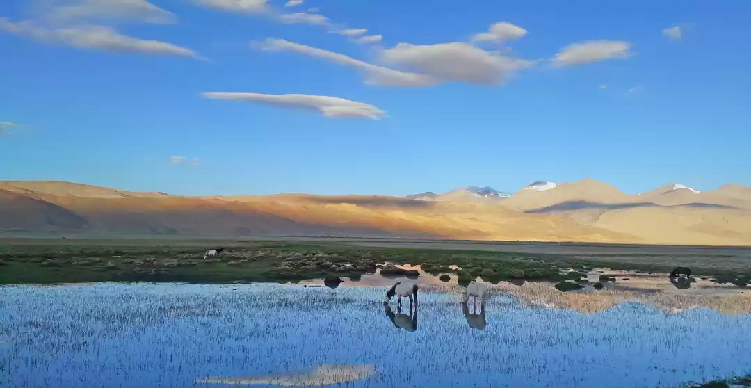 Photo of Ladakh Wildlife expe