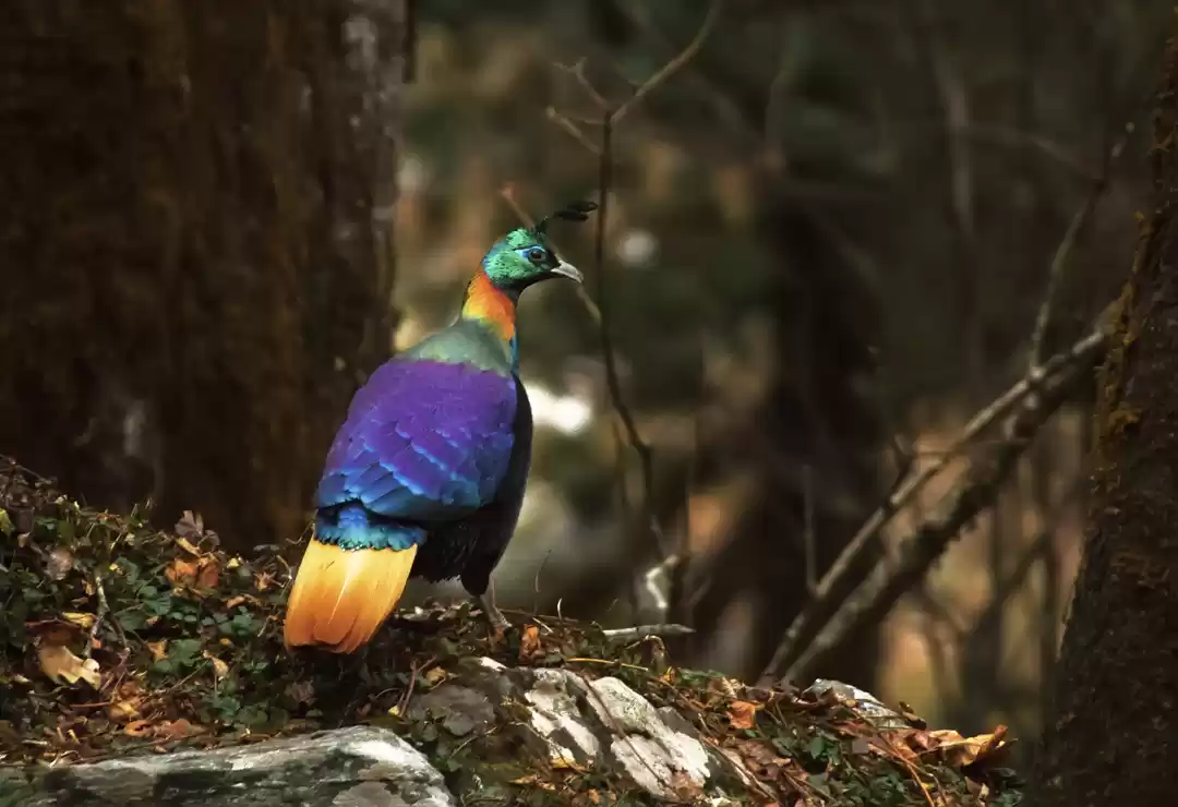 Photo of Birding in Chopta
