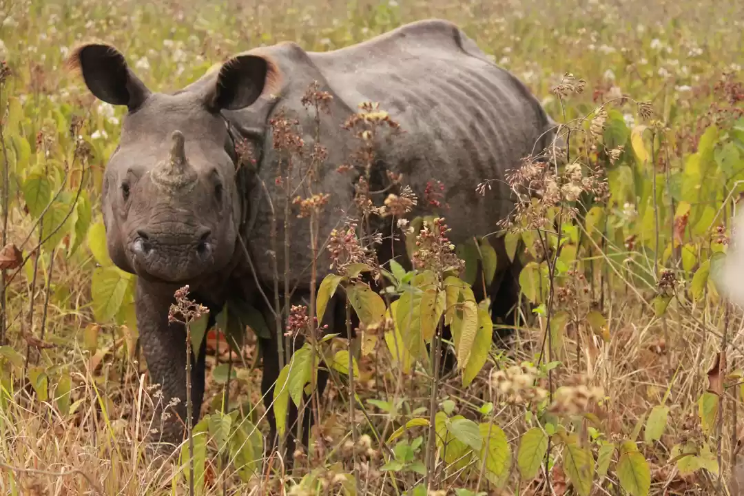 Photo of Wild Beauty~Living i