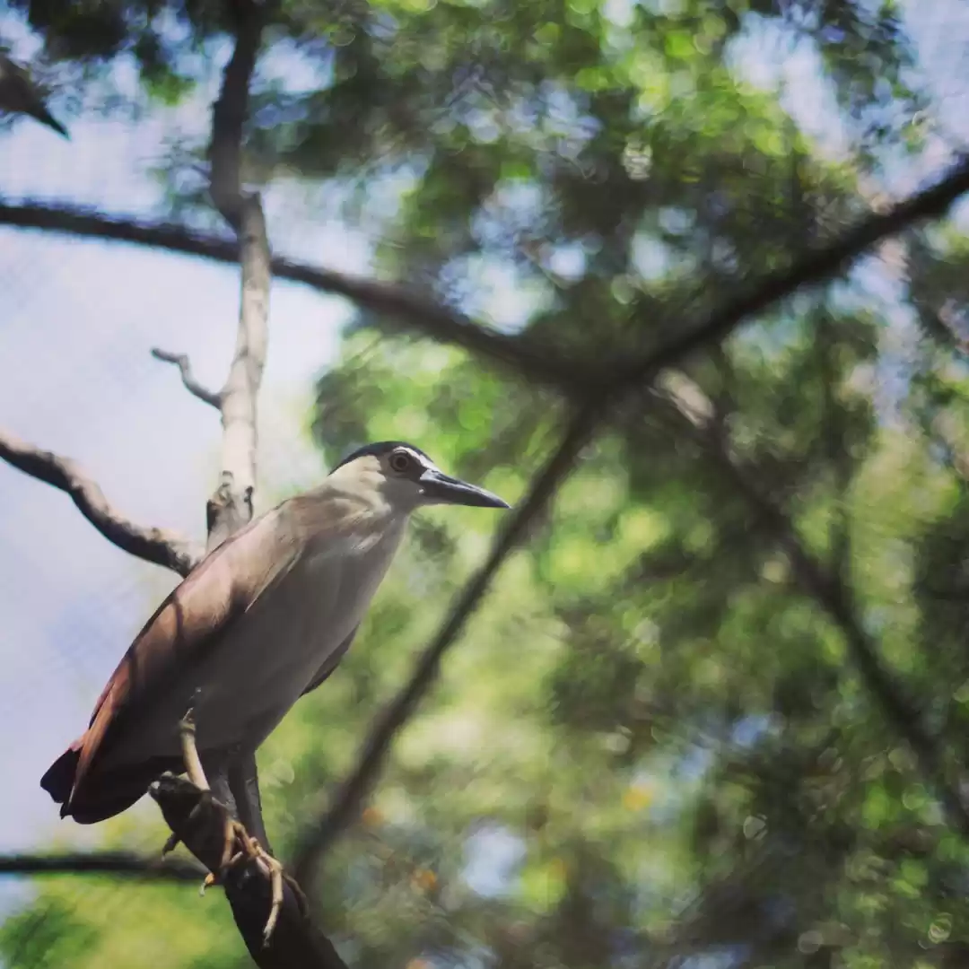 Photo of Zoo @Surabaya