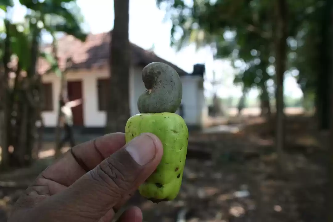 Photo of Central Kerala