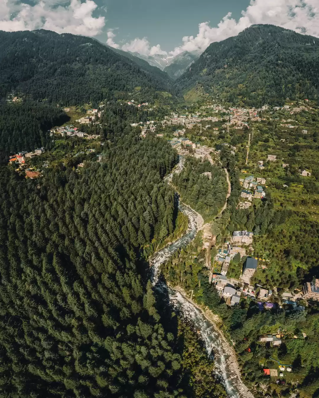 Photo of Himalayan forests.