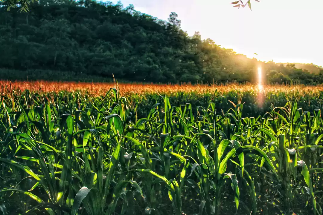 Photo of The Unrevealed Beaut