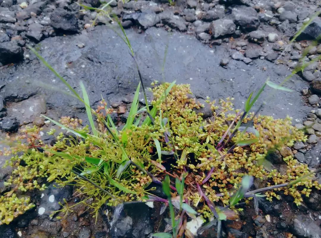 Photo of An amazing trip, ast