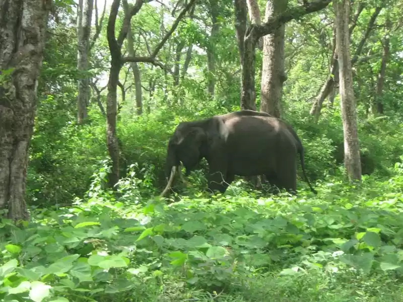 Photo of In the Forest of Bet