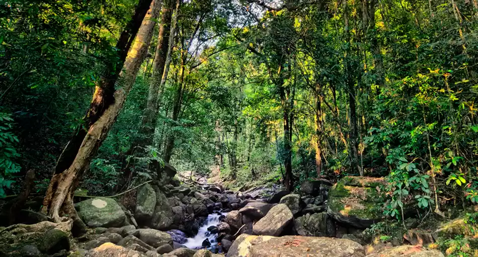 Photo of Jaldapara Diaries