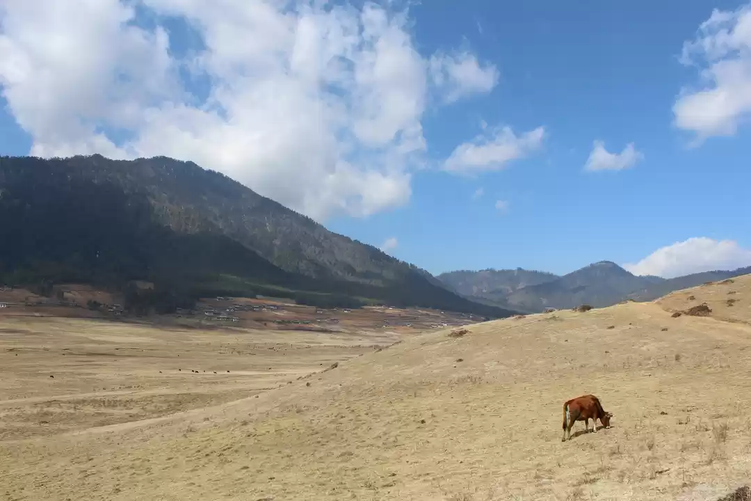 Photo of Phobjikha Valley Tra