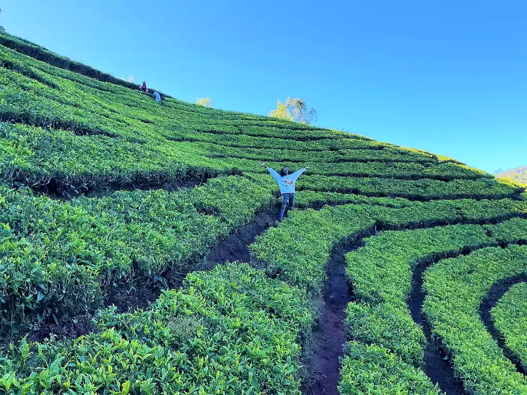 Photo of When Pine trees and 