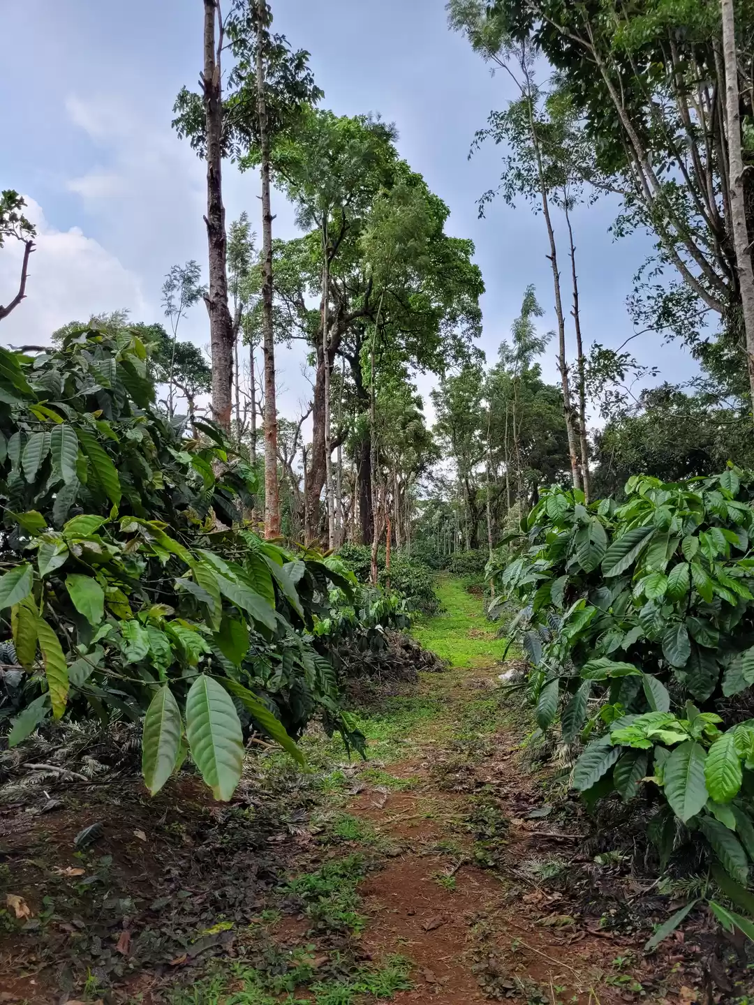 Photo of Coorg - The Land of 