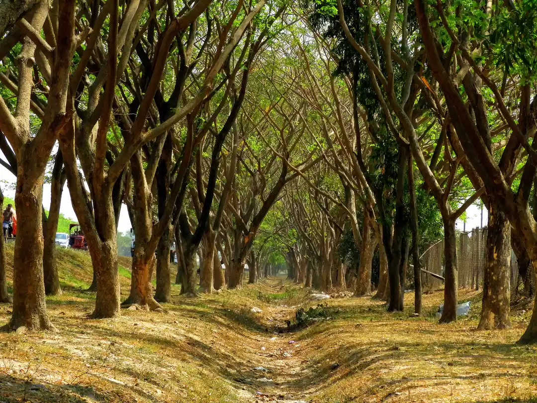 Photo of PURULIA-----THE LAND