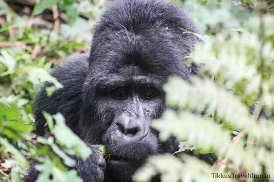 Photo of Gorillas In The Mist