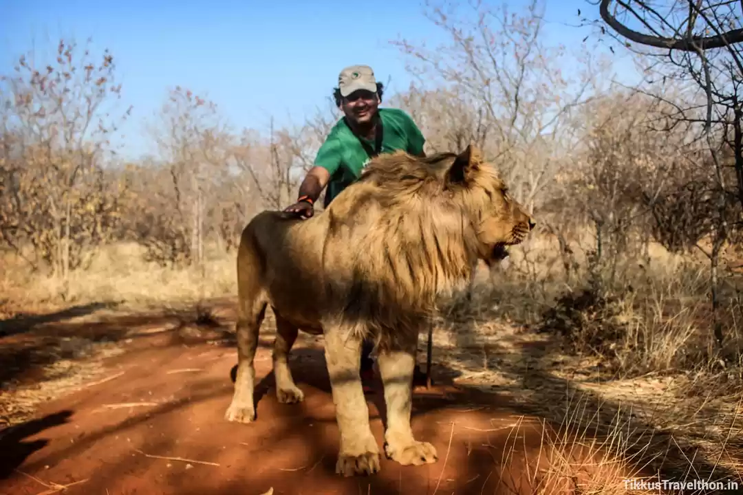 Photo of Walking with Lions