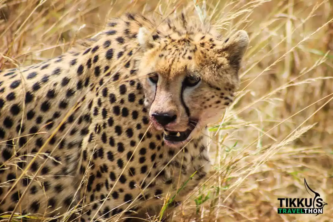 Photo of Eye of the Tiger - A