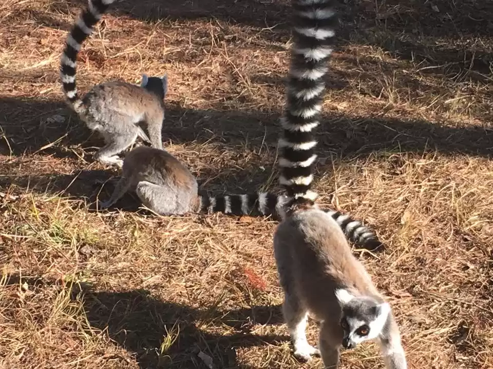 Photo of Looking at Lemurs an