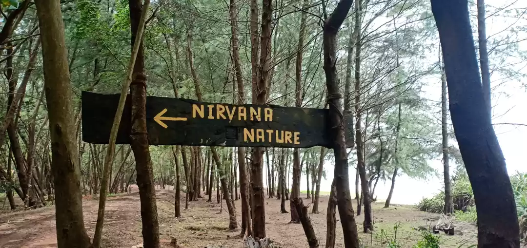 Photo of A bioluminescent bea