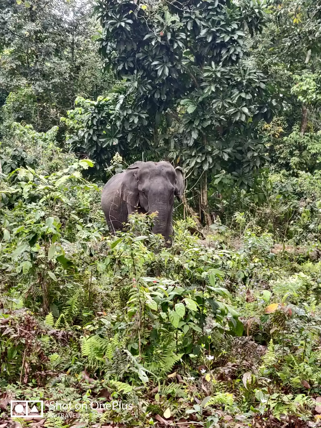Photo of Nameri national park