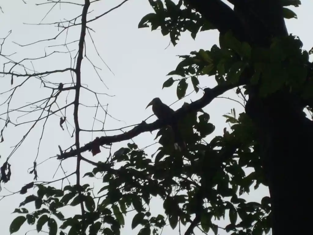 Photo of दांडेली-एक अभयारण्य