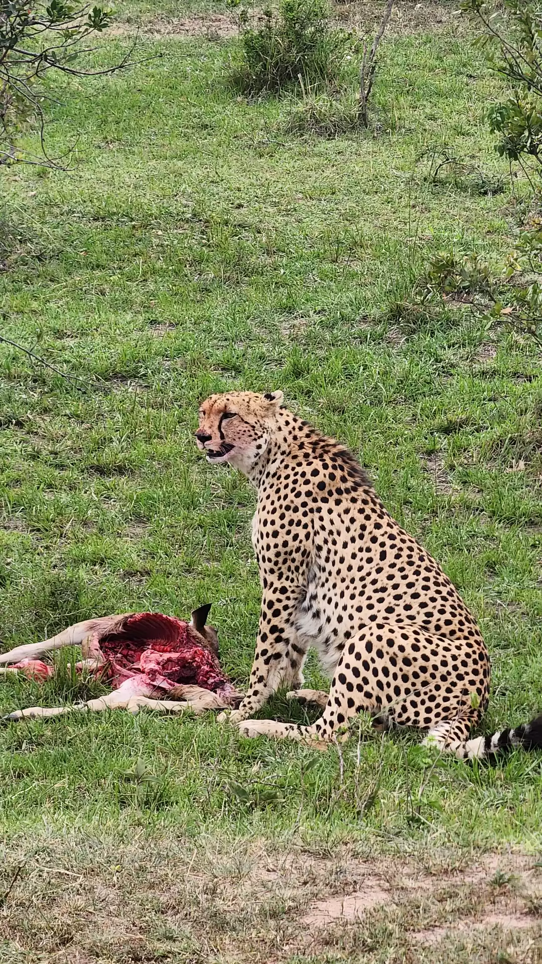 Photo of 10 Days magical Keny