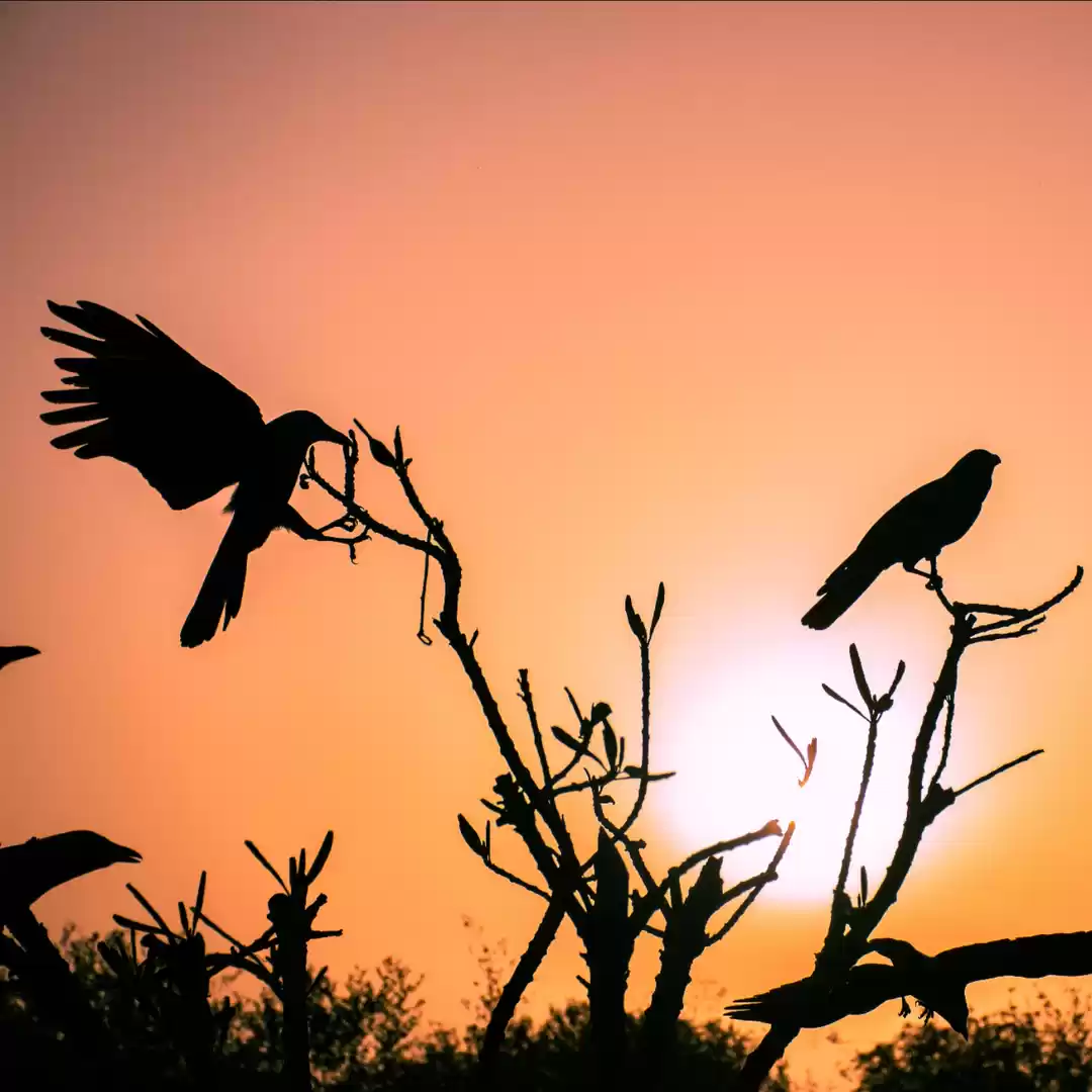 Photo of Tajmahal se nikalte 