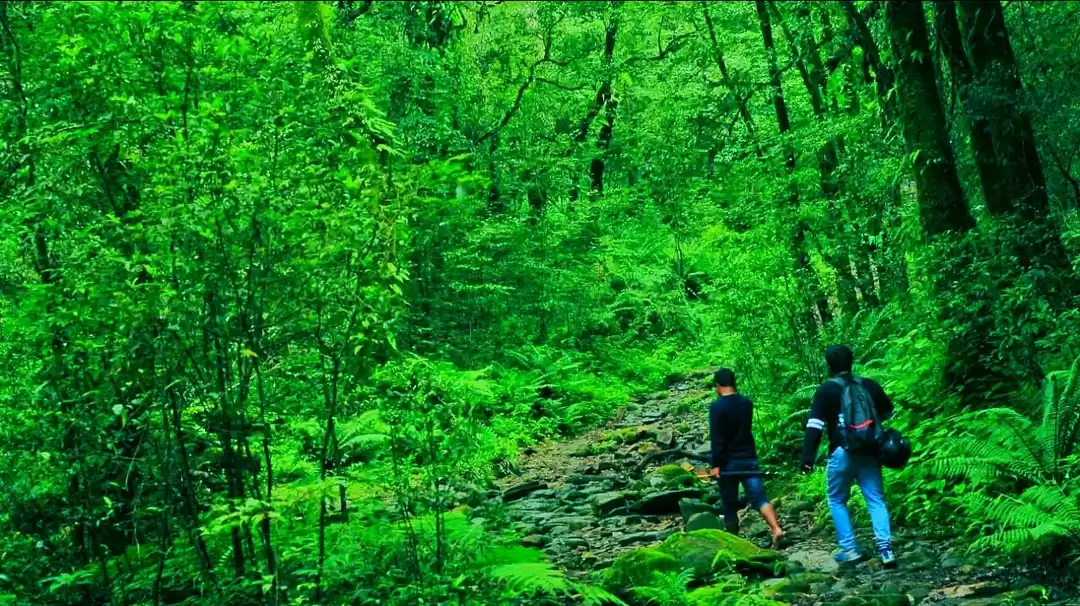 The Sacred Forests of Mawphlang - Meghalaya's Forlorn
