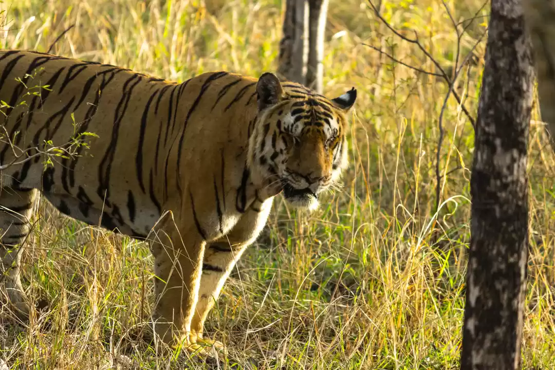 Photo of Pench National Park 