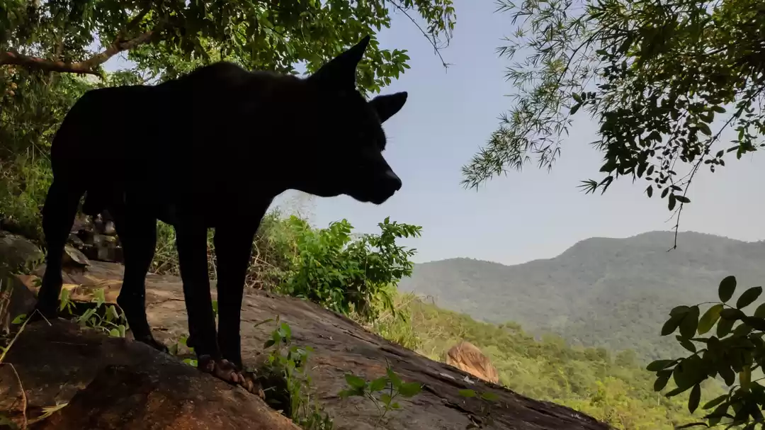 Photo of Dear Devarapalli 