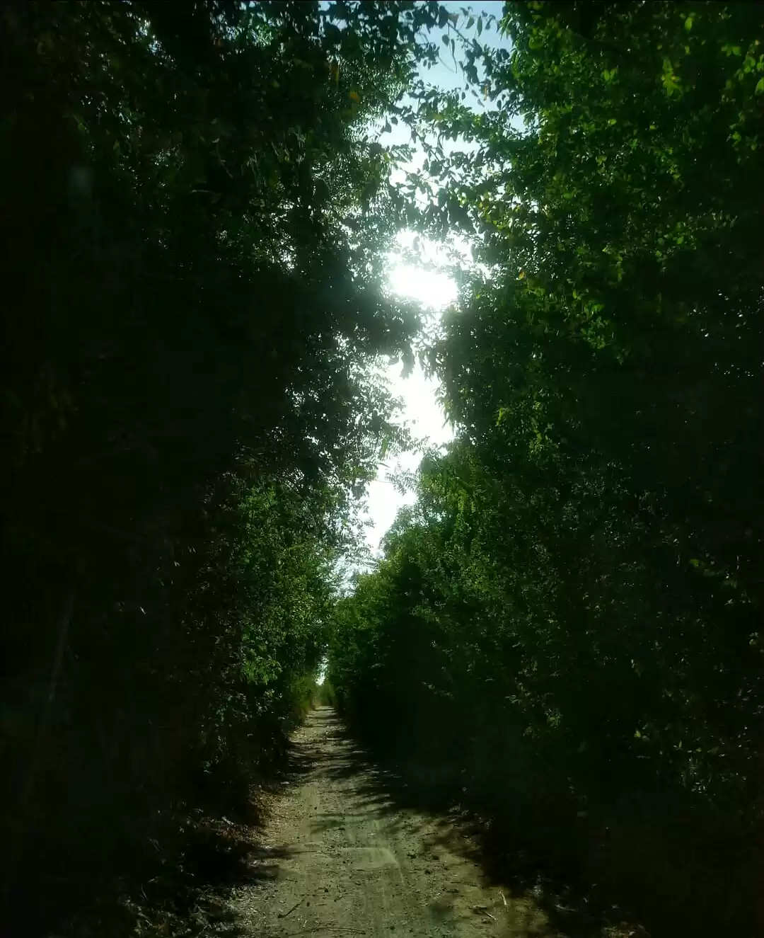 Photo of summer 
