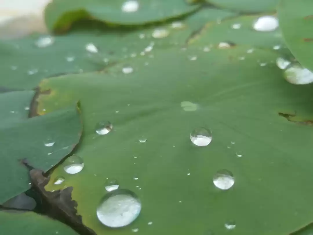 Photo of #rain #drop #leaf #m
